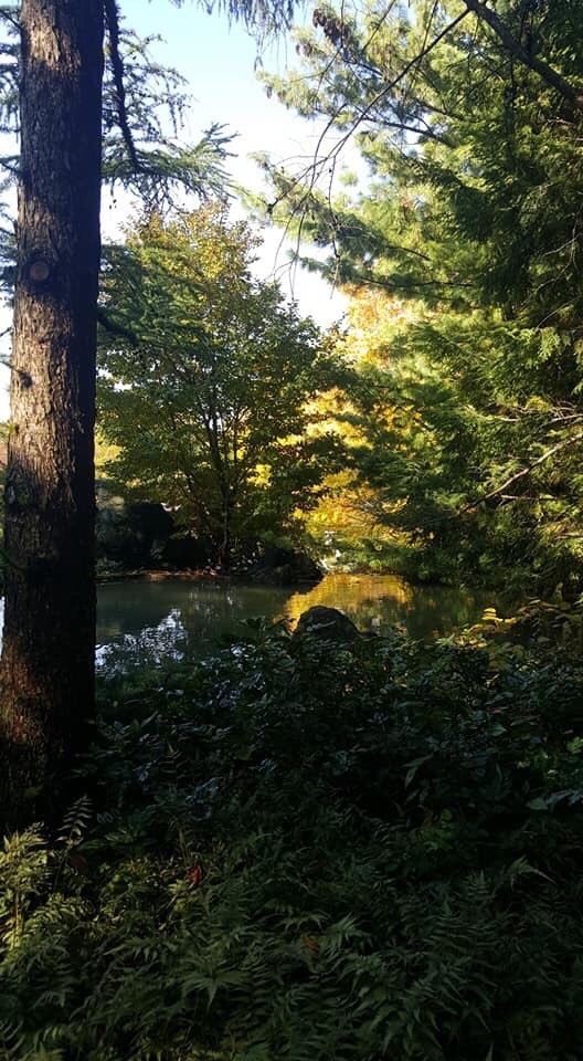 Photograph of woods and pond in the sunshine at Montreal's Botanic Garden