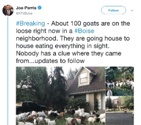 Image of Joe Parris @KTVBJoe tweet about 100 goats on the loose in a #Boise neighbourhood on 3rd August 2018